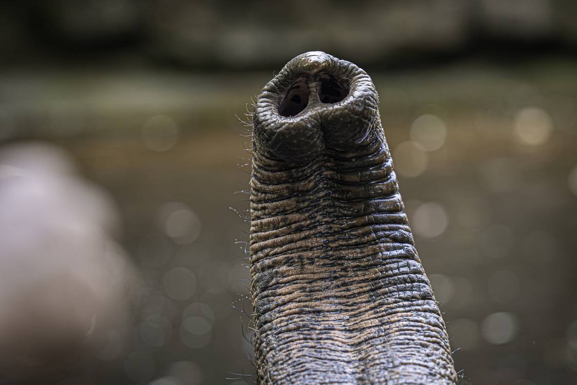 Whiskers on Elephant’s Trunk Are Key to its Amazing Sense of Touch