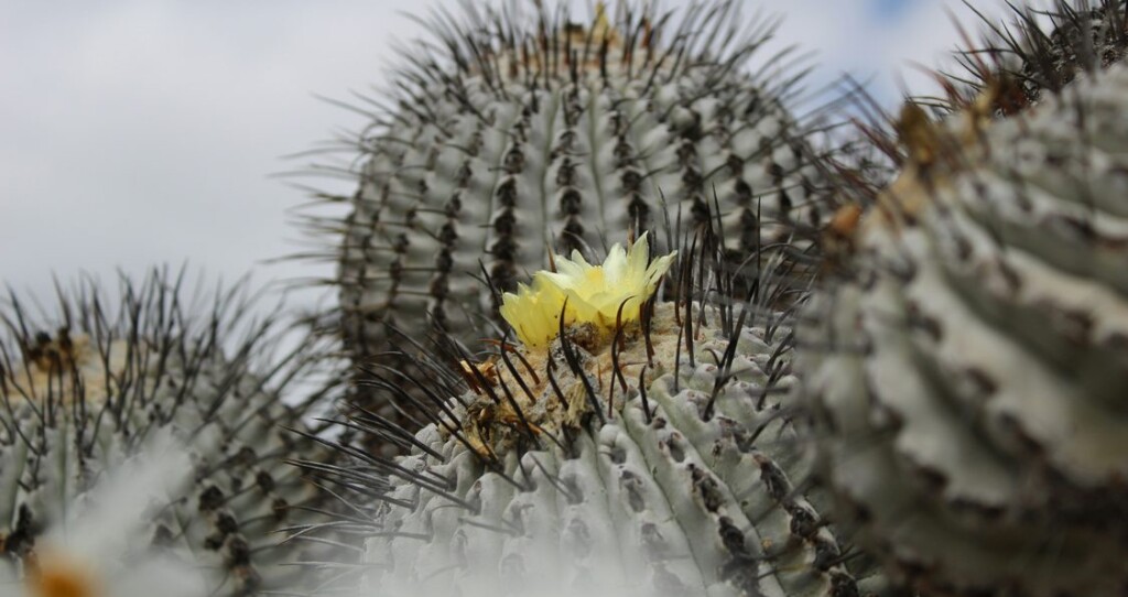 Giant Seed Vault Freezes Beneath Atacama Desert, Preserving Chile’s Floral Diversity For the Ages