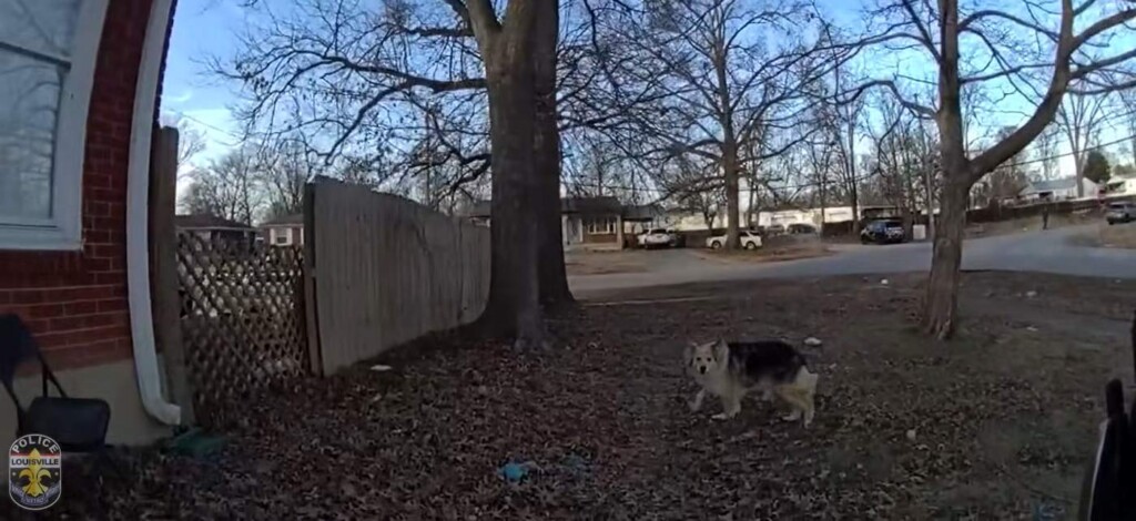 Mysterious ‘Hero’ Dog Leads Police Straight to Missing 3-year-old Officer Says in Body Cam Video