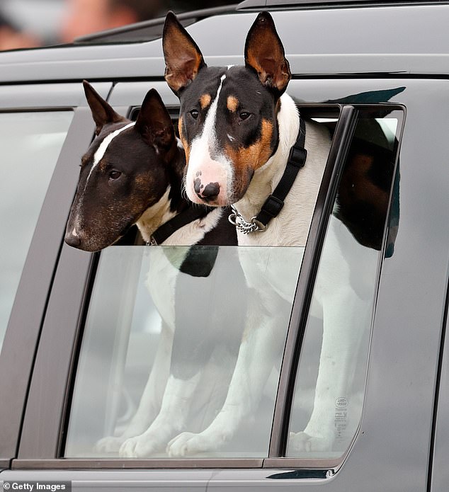 Dotty the English bull terrier was ordered to be kept on a lead in public places and to undergo training following the incident