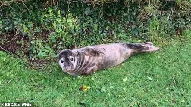 A seal pup (pictured) made for an unexpected surprise after it escaped Storm Chandra by making its way into the garden of a Cornwall home