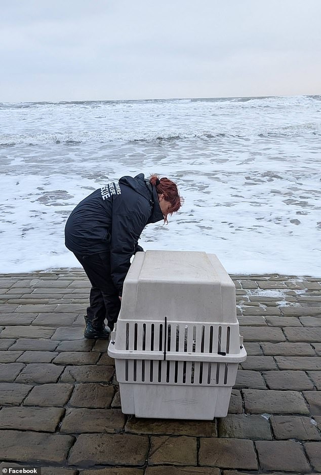 The seal was then returned to the shore by the British Divers Marine Life Rescue where it was last spotted resting