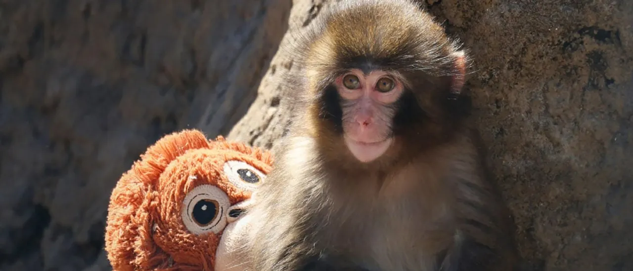 Lonely Monkey Goes Viral, Suddenly Everyone Wants To Be His Friend