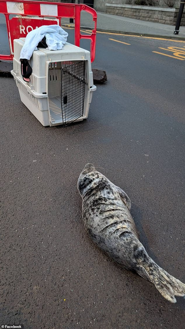 That's the road seal-ed off! Stranded mammal blocks traffic before rescuers are able to return it to the beach