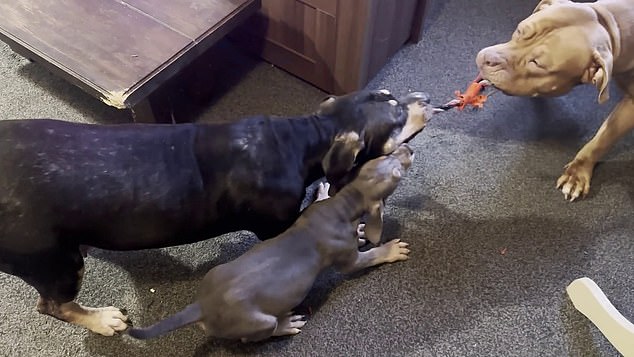 Beauty, left, and Bear, right, fight over another toy with a pup in footage released by Essex Police