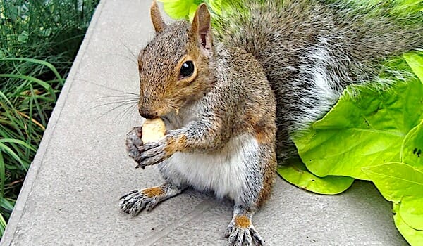 The (incredibly expensive) story of robosquirrel