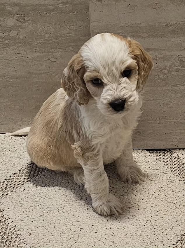 Ireland is a nation of dog lovers - here are THREE simple things that need to be done to stop the sick mass production puppy farms staining our national reputation writes NSPCA's CONOR DOWLING