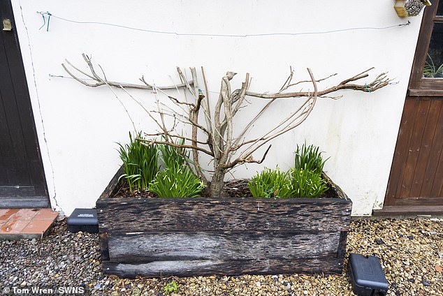 The plant pictured after it was cut back by Mrs Gordon-Quayle following pressure from the council