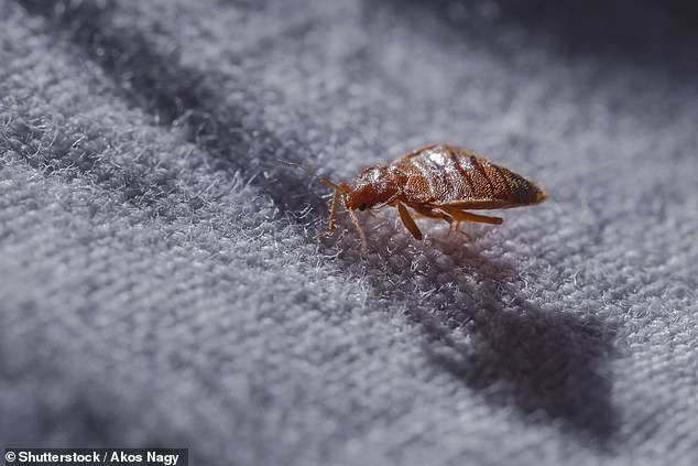 The Daily Mail has spoken to three families who lived in the building between 2019 and 2023, who all say they told the real estate agencies about the bedbugs problem (stock image)
