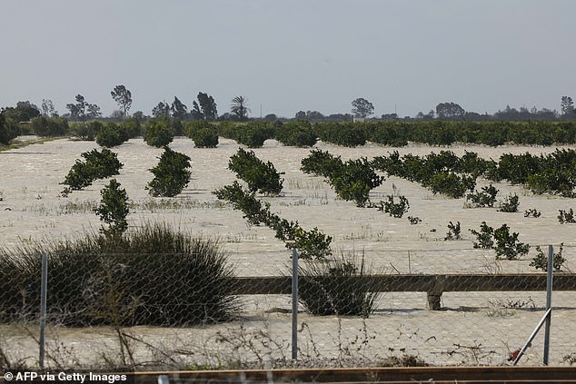 British supermarket shelves hit with shortages as stormy winter ruins crops of strawberries, peppers and avocados
