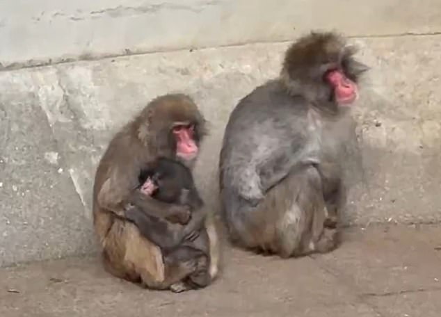 Japan's Ichikawa City Zoo confirmed that Punch's interactions with his troop have been improving recently, despite the initial bullying. He even shared a hug with an older monkey