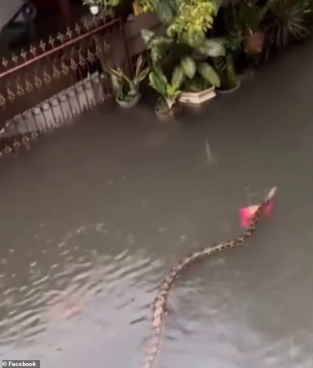 A large snake was seen swimming through a flooded street