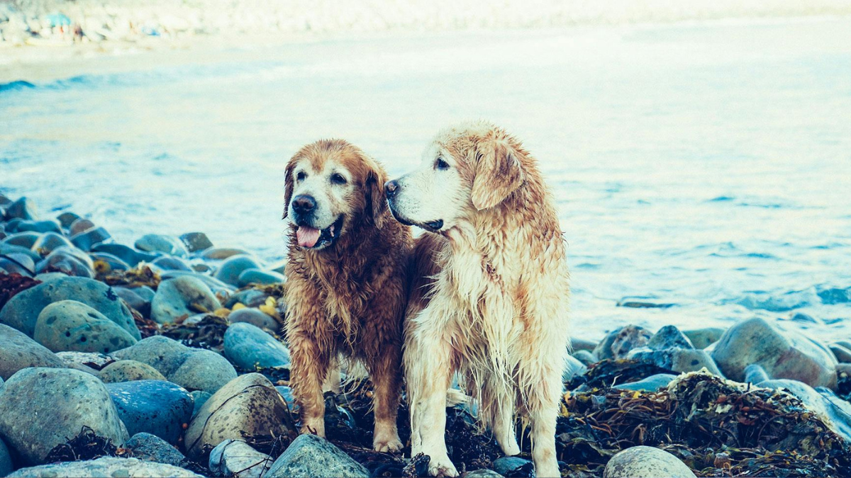 It’s Not Racist To Say Muslims Can’t Tell Us To Reject Dogs