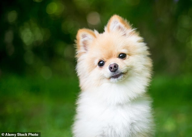 More Brits are insuring their PETS than insuring themselves, study finds