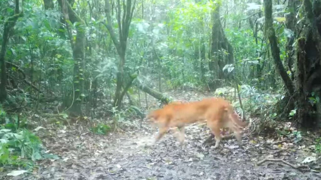 Thailand’s Mythical ‘Fire Tiger’ Captured on Trail Cam, One of the Rarest Sightings in the Cat World