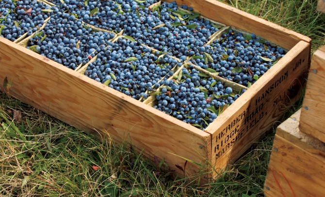 If They Had Bought Maine Blueberries In The First Place They Wouldn’t Be In This Mess