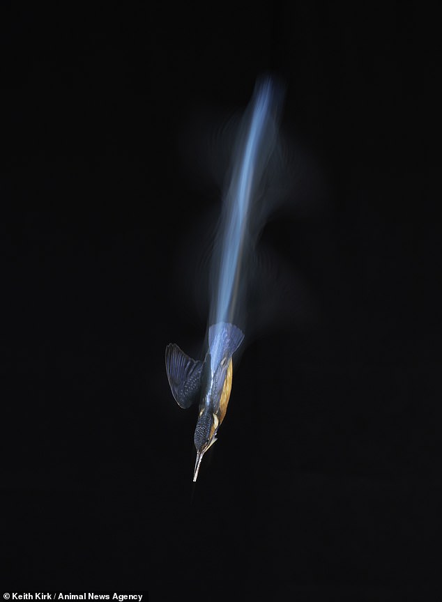 Photographer's stunning picture show kingfishers diving into pond