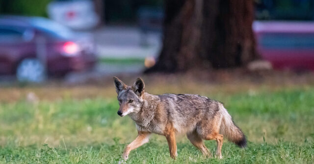 WATCH -- 'It Was Scary': California Mom Recalls 'Giant' Coyote Chasing Toddler Outside Their Home