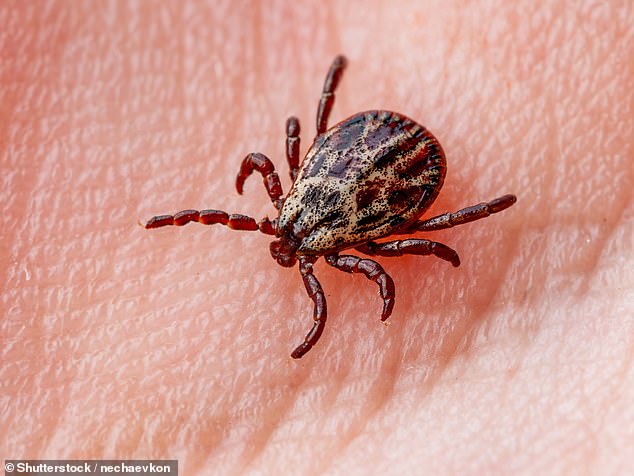 Tick bites can trigger a mammalian meat allergy, which can manifest as stomach discomfort, nausea, vomiting, hives or swelling, or escalate to anaphylaxis (stock image)