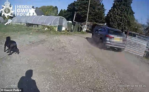 Bodycam footage shows the moment Pullen sped past officers in the Mercedes after being tracked to a farmhouse, and was arrested once more after being threatened with a Taser and police dog