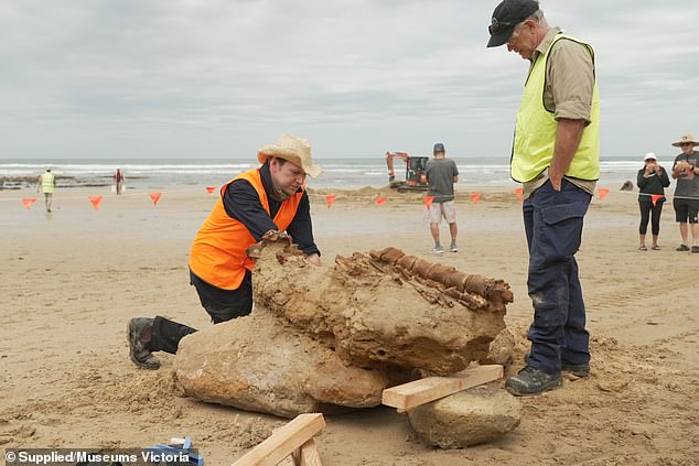 Paleontologist Dr Erich Fitzgerald said the fossil was one of the more significant discoveries he had encountered, particularly as many of the bones appear to remain connected