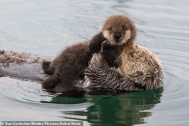 The pictures of the three-day-old pup with its mother were taken by Suzi Eszterhas in the harbour of Monterey Bay, California