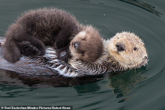 Otter-ly gorgeous! Sweet snaps show mother and pup cuddling in harbour
