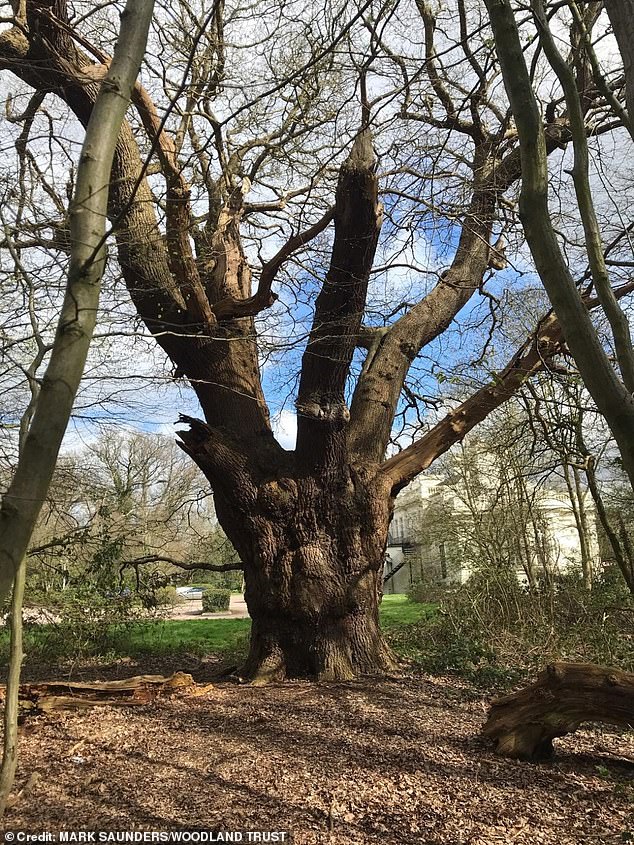 Toby Carvery cut down 500-year-old oak tree that was 'worth 1,000 Sycamore Gaps' even though there was nothing wrong with it, report finds