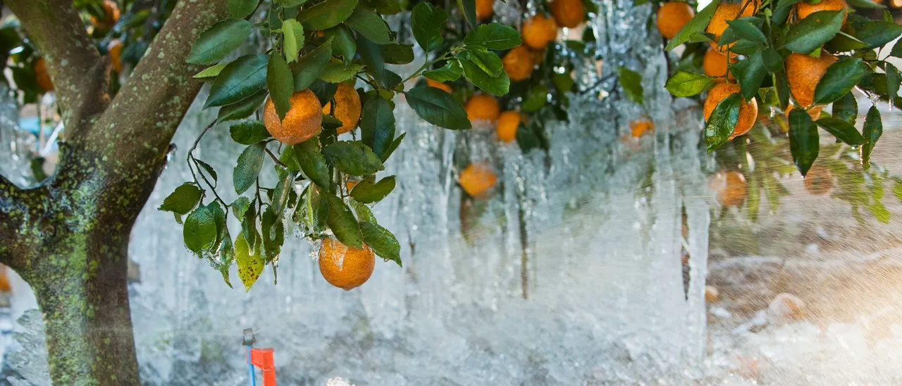 Florida’s Agriculture Industry Loses More Than $3 Billion Due To Arctic Blasts