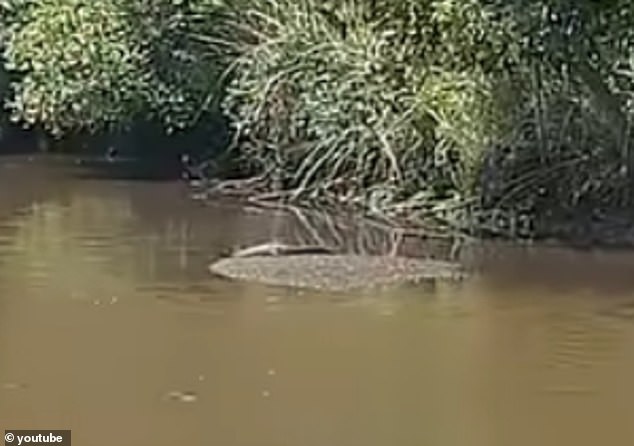 It's believed the animal (above on a sand bar) may have been an illegal pet