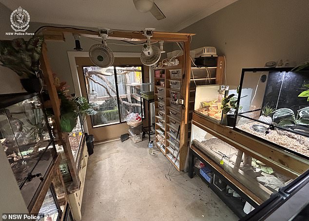 The alleged farm (above) was found some 300km from Saturday's sighting