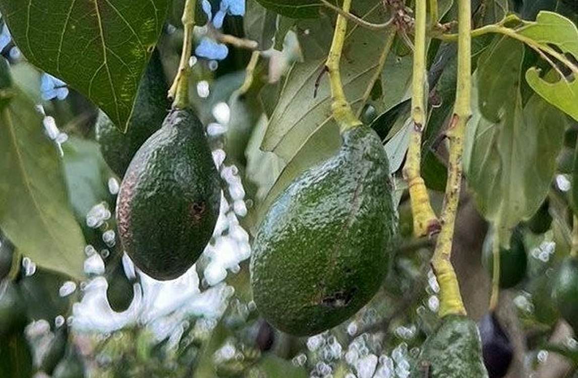 Discovery of New Avocado Types Could Lead to More Superfood Choices and Resilience