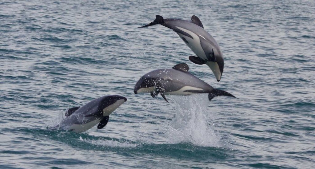 5 New Marine Reserves to Protect Dolphins and Kelp Forests off New Zealand’s South Island