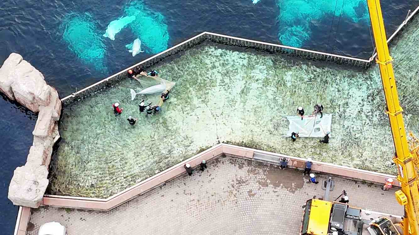 4 Beluga Whales from Shuttered Canadian Park Arrive at Chicago’s Shedd Aquarium After Rescue (LOOK)