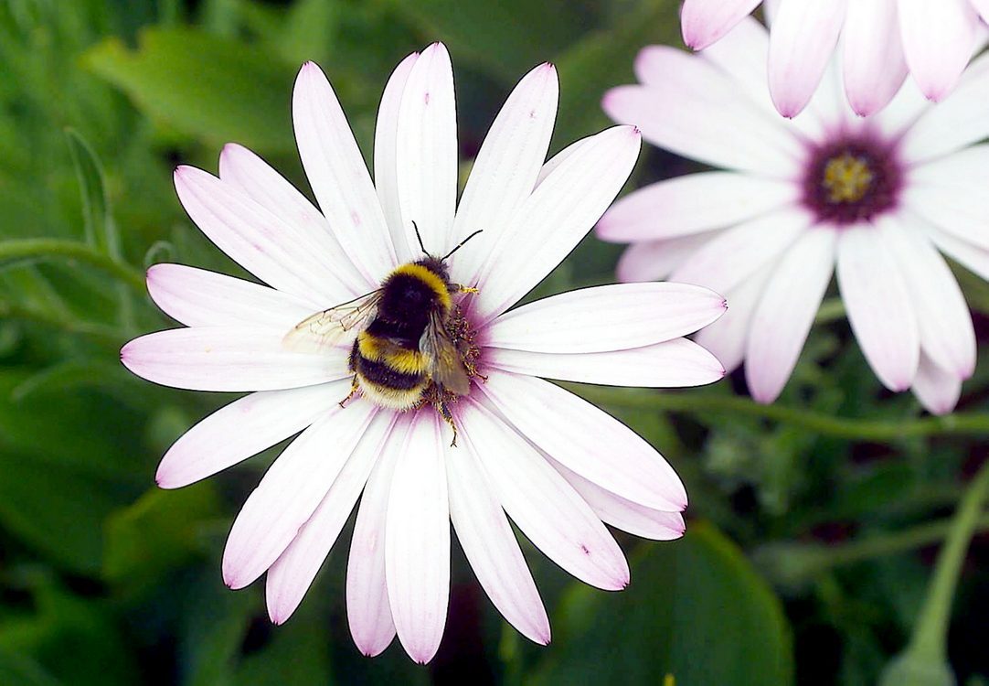 The Real Way to Save Bees During a Drought: Expert Corrects Sugar–Water Myth