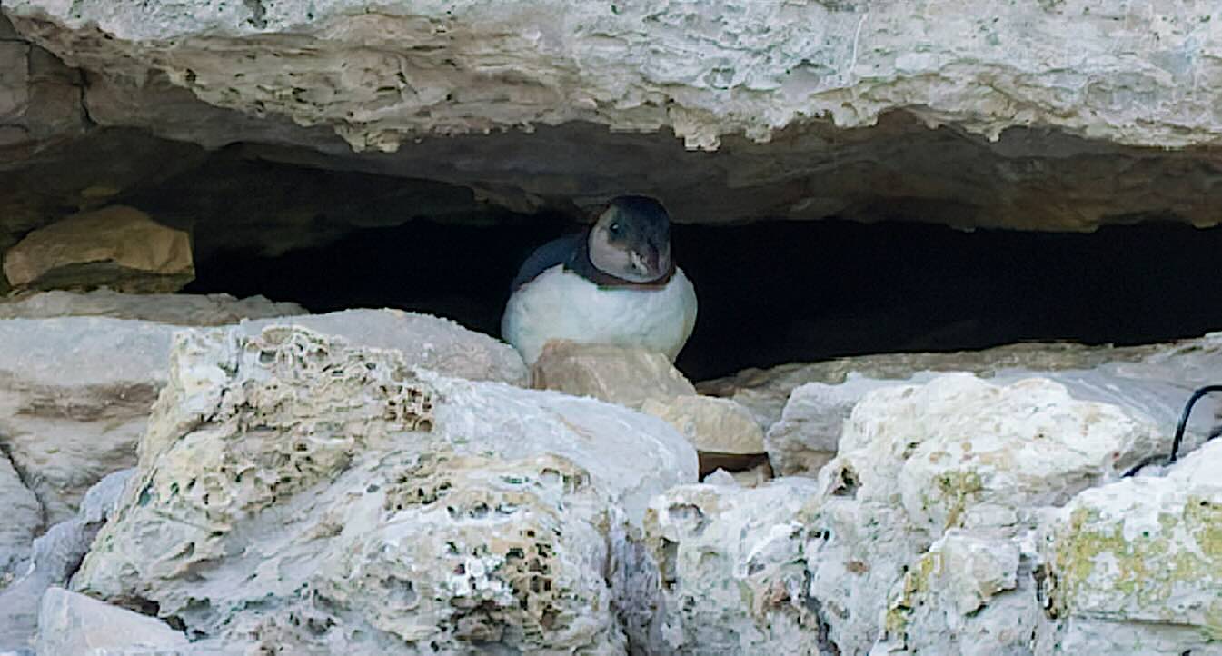First Puffin Chick in 30 Years Spotted Emerging From Cliffs Along England’s South Coast