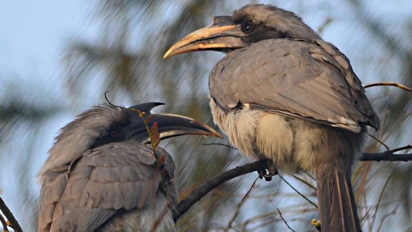 Vanished Hornbill Species is Breeding Again Among the Old Trees After 60 Years