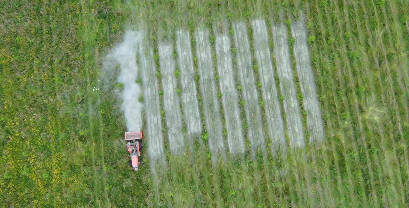 Spreading Crushed Rock on Newly-Planted Forests Boosts Carbon Storing and Nutrients