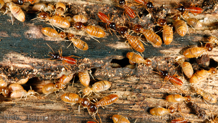 Doctor warns vanishing insect populations signal looming human health catastrophe