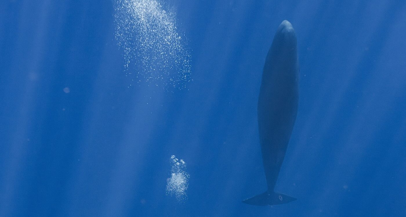 Blowing Bubbles Allows Sperm Whales to Sleep Soundly Beneath the Waves, Reveals Study