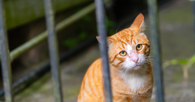 WATCH -- Florida Sheriff: Mail Carrier Trapped 100 Cats, Dogs on Route and Hoarded Them in 'Animal Jail'
