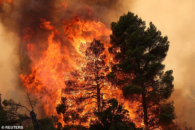Trees burn during a wildfire near the village Agia Paraskevi. The region north of Athens has been badly affected