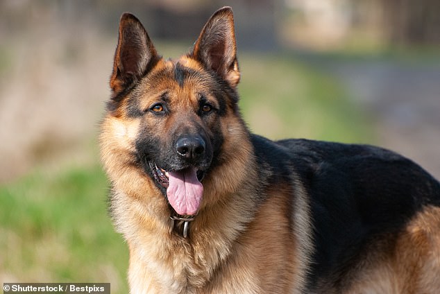 Her neighbour Gregory Smith owns a German shepherd named Evie (stock image)
