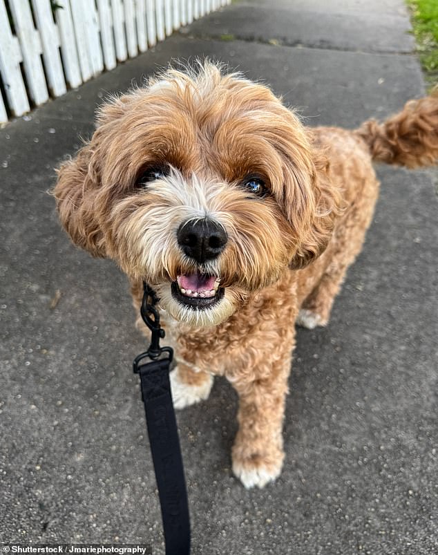 Ms Bevan said she was carrying her Cavoodle, Gracie, at the time (stock image)