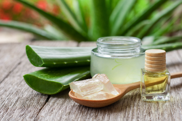 Aloe vera: Ancient plant, modern science and what you should really know