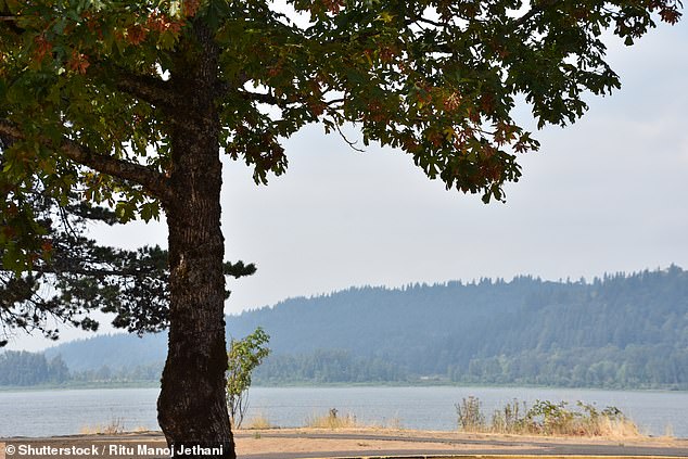 Rooster Rock State Park is shown above. Most of the beaches do not allow for nudity