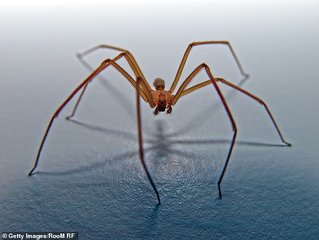 Doctors have said they do not know which type of spider bit Miller, but they believe it was likely to have been a brown recluse, like the spider pictured above. Brown recluse spiders are less than an inch long in size, with their legs spanning only about the size of a US quarter