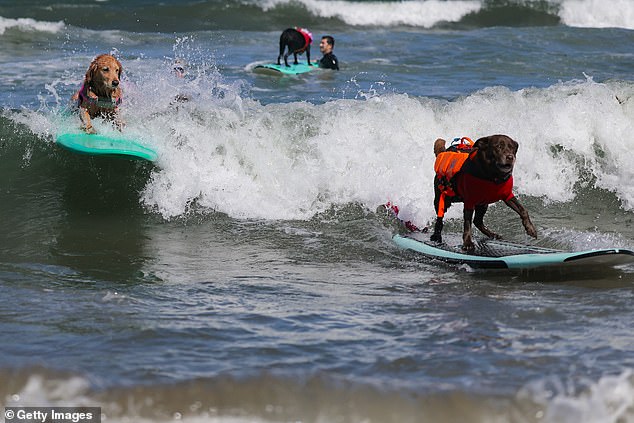 Over a dozen dogs competed in several categories on Saturday including, small, medium and large categories
