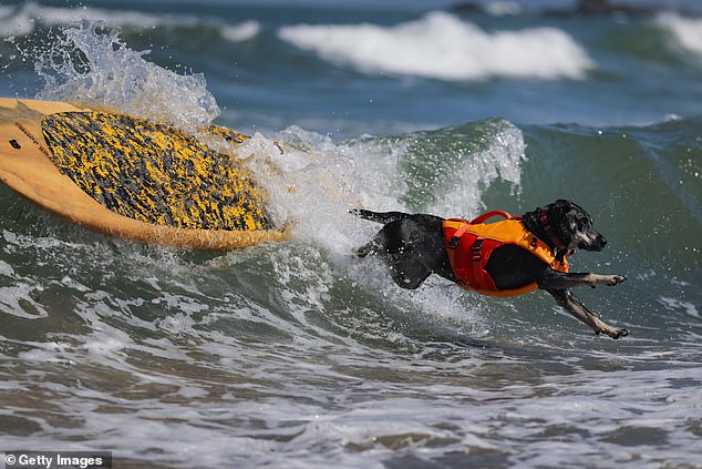 One pooch in a neon orange life-jacket bails off a surfboard upon reaching the shore after a successful run