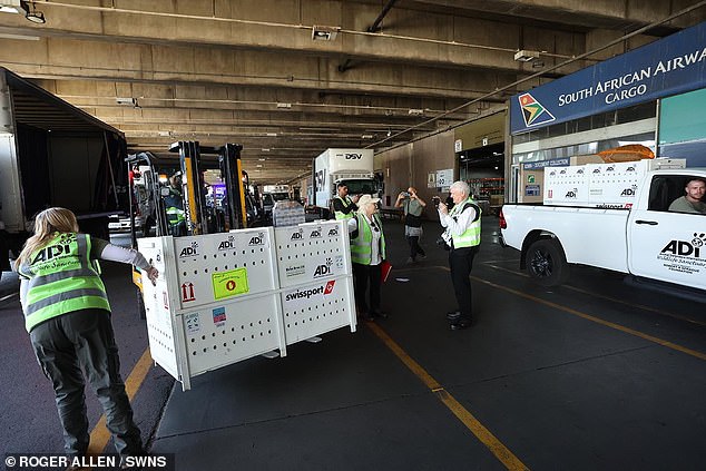The lions arriving in Johannesburg